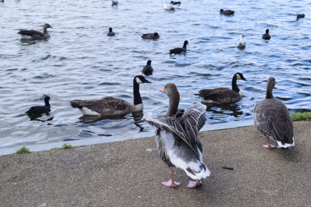Ducks on Wimbledon pond